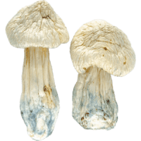 Texas Albino Penis Envy Mushrooms